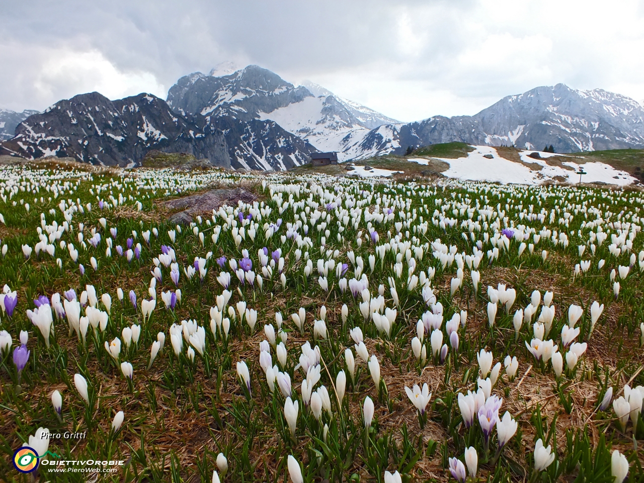 75 Crocus con Corno Branchino, Corna Piana-Arera-Menna.JPG